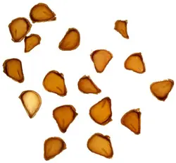 بذر لاله دو رنگ <br> بسته 10 عددی <br> Two Flowered Tulip Seeds <br><i><b> Tulipa biflora </i> Seeds</b>