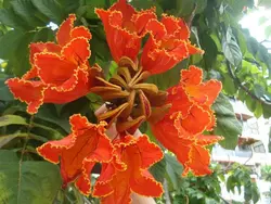 بذر لاله درختی آفریقایی <br> بسته 5 عددی <br> African Tulip Tree Seeds <br><i><b> Spathodea campanulata </i> Seeds</b>