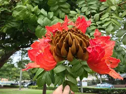 بذر لاله درختی آفریقایی <br> بسته 5 عددی <br> African Tulip Tree Seeds <br><i><b> Spathodea campanulata </i> Seeds</b>