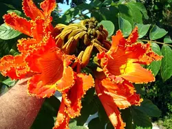 بذر لاله درختی آفریقایی <br> بسته 5 عددی <br> African Tulip Tree Seeds <br><i><b> Spathodea campanulata </i> Seeds</b>