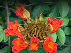 بذر لاله درختی آفریقایی <br> بسته 5 عددی <br> African Tulip Tree Seeds <br><i><b> Spathodea campanulata </i> Seeds</b>
