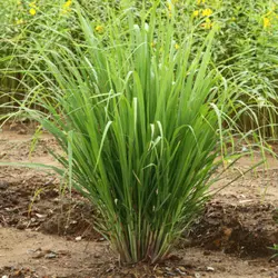 بذر لمون گرس (علف لیمو) <br> بسته 10 عددی <br> Lemon Grass Seeds <br><i><b> Cymbopogon citratus </i> Seeds </b>