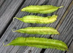 بذر لوبیا بالدار &lt;br&gt; بسته 5 عددی بذر &lt;br&gt; Winged Bean Seeds &lt;br&gt;&lt;i&gt;&lt;b&gt; Psophocarpus tetragonolobus &lt;/i&gt; Seeds&lt;/b&gt;