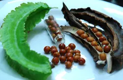 بذر لوبیا بالدار <br> بسته 5 عددی بذر <br> Winged Bean Seeds <br><i><b> Psophocarpus tetragonolobus </i> Seeds</b>