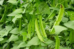 بذر لوبیا بالدار <br> بسته 5 عددی بذر <br> Winged Bean Seeds <br><i><b> Psophocarpus tetragonolobus </i> Seeds</b>