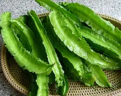 بذر لوبیا بالدار <br> بسته 5 عددی بذر <br> Winged Bean Seeds <br><i><b> Psophocarpus tetragonolobus </i> Seeds</b>