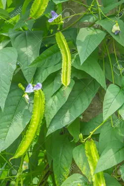 بذر لوبیا بالدار <br> بسته 5 عددی بذر <br> Winged Bean Seeds <br><i><b> Psophocarpus tetragonolobus </i> Seeds</b>