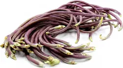 بذر لوبیا بلند بنفش <br> بسته 5 عددی بذر <br> Purple Yard Long Bean Seeds <br><i><b> Vigna unguiculata subsp. sesquipedalis Purple </i> Seeds</b>
