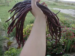 بذر لوبیا بلند بنفش <br> بسته 5 عددی بذر <br> Purple Yard Long Bean Seeds <br><i><b> Vigna unguiculata subsp. sesquipedalis Purple </i> Seeds</b>