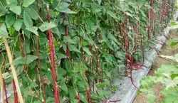 بذر لوبیا بلند بنفش <br> بسته 5 عددی بذر <br> Purple Yard Long Bean Seeds <br><i><b> Vigna unguiculata subsp. sesquipedalis Purple </i> Seeds</b>