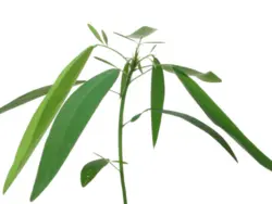 بذر گیاه (رقصنده) تلگراف <br> یک عدد بذر <br> Telegraph Plant Seeds <br><i><b> Codariocalyx motorius </i> Seeds</b>