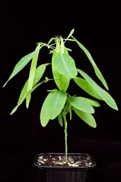 بذر گیاه (رقصنده) تلگراف <br> یک عدد بذر <br> Telegraph Plant Seeds <br><i><b> Codariocalyx motorius </i> Seeds</b>