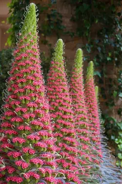 بذر گیاه برج جواهرات  بسته 5 عددی  Tower Of Jewels Seeds  Echium wildpretii Seeds