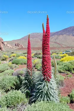 بذر گیاه برج جواهرات  بسته 5 عددی  Tower Of Jewels Seeds  Echium wildpretii Seeds