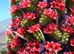 بذر گیاه برج جواهرات  بسته 5 عددی  Tower Of Jewels Seeds  Echium wildpretii Seeds