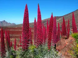 بذر گیاه برج جواهرات  بسته 5 عددی  Tower Of Jewels Seeds  Echium wildpretii Seeds