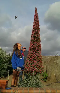 بذر گیاه برج جواهرات  بسته 5 عددی  Tower Of Jewels Seeds  Echium wildpretii Seeds