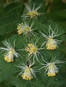 بذر گیاه تن تن <br> بسته 5 عددی <br>  Wild Tantan  <br><i><b> Desmanthus virgatus </i> Seeds </b>