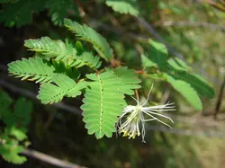 بذر گیاه تن تن <br> بسته 5 عددی <br>  Wild Tantan  <br><i><b> Desmanthus virgatus </i> Seeds </b>