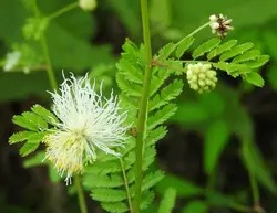 بذر گیاه تن تن <br> بسته 5 عددی <br>  Wild Tantan  <br><i><b> Desmanthus virgatus </i> Seeds </b>