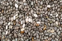 بذر گیاه چیا <br> بسته 1000 عددی < br> Chia Seeds <br> Salvia hispanica Seeds