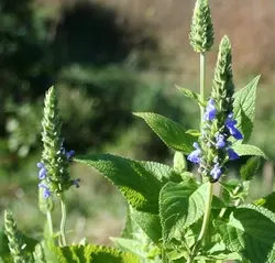بذر گیاه چیا <br> بسته 1000 عددی < br> Chia Seeds <br> Salvia hispanica Seeds
