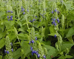 بذر گیاه چیا <br> بسته 1000 عددی < br> Chia Seeds <br> Salvia hispanica Seeds