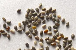 بذر گیاه چیا <br> بسته 1000 عددی < br> Chia Seeds <br> Salvia hispanica Seeds