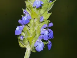 بذر گیاه چیا <br> بسته 1000 عددی < br> Chia Seeds <br> Salvia hispanica Seeds