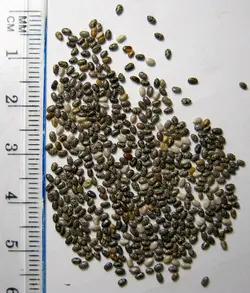 بذر گیاه چیا <br> بسته 1000 عددی < br> Chia Seeds <br> Salvia hispanica Seeds