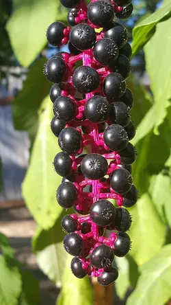 بذر گیاه دارویی سرخاب کولی &lt;br&gt; بسته 20 عددی &lt;br&gt; Pokeweed Seeds &lt;br&gt;&lt;i&gt;&lt;b&gt; Phytolacca americana &lt;/i&gt;&lt;/b&gt;