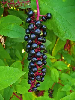 بذر گیاه دارویی سرخاب کولی <br> بسته 20 عددی <br> Pokeweed Seeds <br><i><b> Phytolacca americana </i></b>