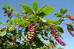 بذر گیاه دارویی سرخاب کولی <br> بسته 20 عددی <br> Pokeweed Seeds <br><i><b> Phytolacca americana </i></b>