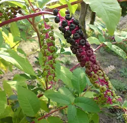 بذر گیاه دارویی سرخاب کولی <br> بسته 20 عددی <br> Pokeweed Seeds <br><i><b> Phytolacca americana </i></b>