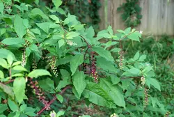 بذر گیاه دارویی سرخاب کولی <br> بسته 20 عددی <br> Pokeweed Seeds <br><i><b> Phytolacca americana </i></b>