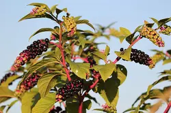 بذر گیاه دارویی سرخاب کولی <br> بسته 20 عددی <br> Pokeweed Seeds <br><i><b> Phytolacca americana </i></b>