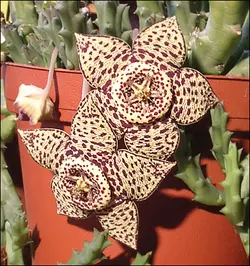 بذر گیاه استاپلیا <br> بسته 5 عددی <br> Stapelia Seeds <br> Orbea Variegata Seeds