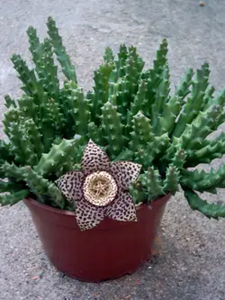 بذر گیاه استاپلیا <br> بسته 5 عددی <br> Stapelia Seeds <br> Orbea Variegata Seeds