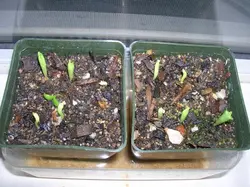 بذر گیاه استاپلیا <br> بسته 5 عددی <br> Stapelia Seeds <br> Orbea Variegata Seeds