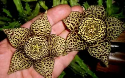 بذر گیاه استاپلیا <br> بسته 5 عددی <br> Stapelia Seeds <br> Orbea Variegata Seeds