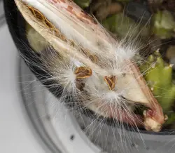 بذر گیاه استاپلیا <br> بسته 5 عددی <br> Stapelia Seeds <br> Orbea Variegata Seeds