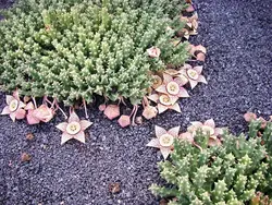 بذر گیاه استاپلیا <br> بسته 5 عددی <br> Stapelia Seeds <br> Orbea Variegata Seeds
