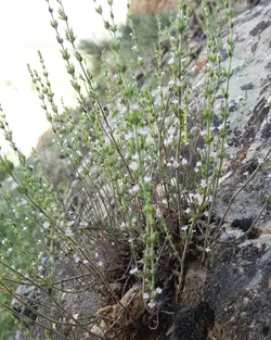 بذر گلک ایرانی <br> بسته 20 عددی  <br> Persian Micromeria <br><i><b> Micromeria persica </i> Seeds </b>