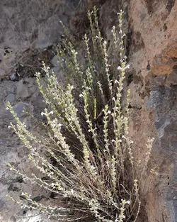 بذر گلک ایرانی <br> بسته 20 عددی  <br> Persian Micromeria <br><i><b> Micromeria persica </i> Seeds </b>