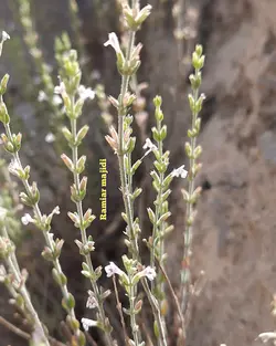 بذر گلک ایرانی <br> بسته 20 عددی  <br> Persian Micromeria <br><i><b> Micromeria persica </i> Seeds </b>