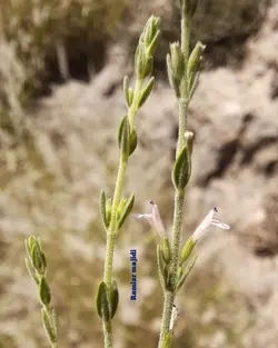 بذر گلک ایرانی <br> بسته 20 عددی  <br> Persian Micromeria <br><i><b> Micromeria persica </i> Seeds </b>