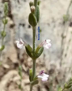 بذر گلک ایرانی <br> بسته 20 عددی  <br> Persian Micromeria <br><i><b> Micromeria persica </i> Seeds </b>
