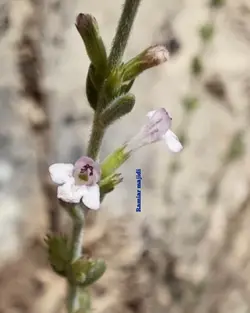 بذر گلک ایرانی <br> بسته 20 عددی  <br> Persian Micromeria <br><i><b> Micromeria persica </i> Seeds </b>
