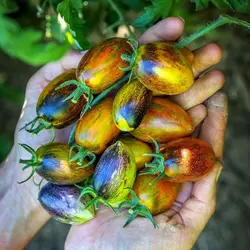 بذر گوجه اتمی برد <br> بسته 5 عددی بذر <br> Brad's Atomic Grape Tomato Seeds <br><i><b> Solanum lycopersicum 'Brad's Atomic Grape' </i> Seeds</b>