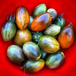 بذر گوجه اتمی برد <br> بسته 5 عددی بذر <br> Brad's Atomic Grape Tomato Seeds <br><i><b> Solanum lycopersicum 'Brad's Atomic Grape' </i> Seeds</b>